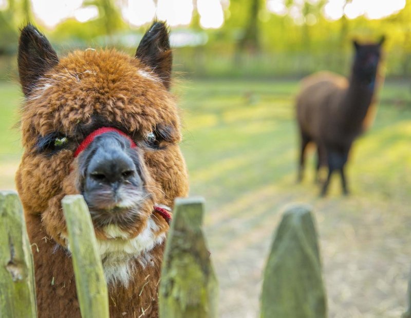 Unsere Alpakas